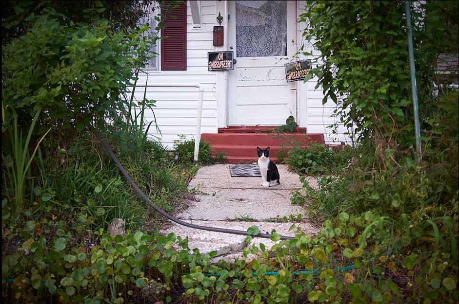 来自第三海岸的照片，一只黑白相间的猫站在一扇紧闭的门前，门上挂着“禁止入内”的标志